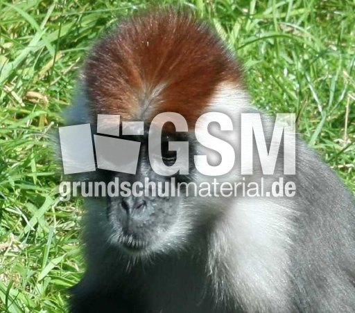 Rotscheitelmangabe-3.jpg